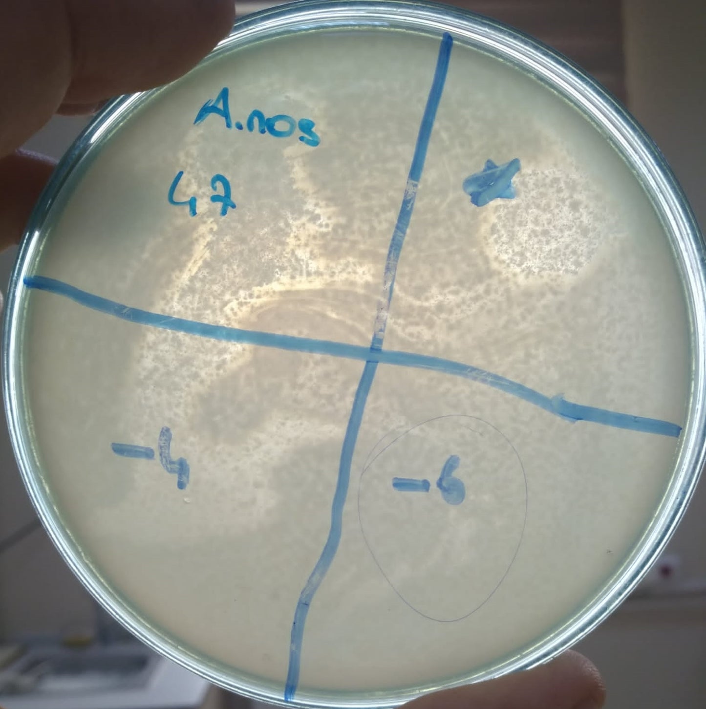 Acinetobacter nosocomialis bacteriophage 128047A
