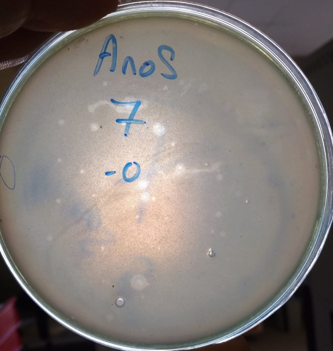 Acinetobacter nosocomialis bacteriophage 128022A