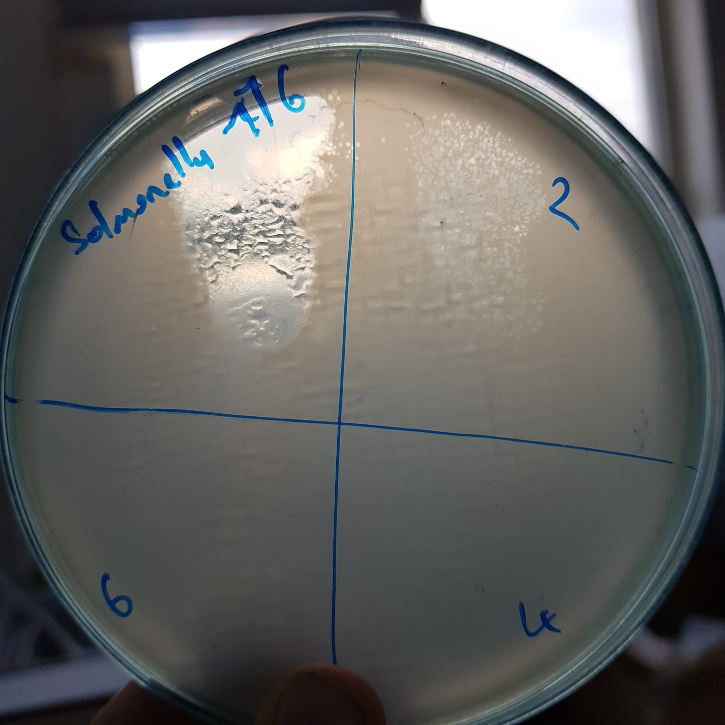 Salmonella bacteriophage 200116D