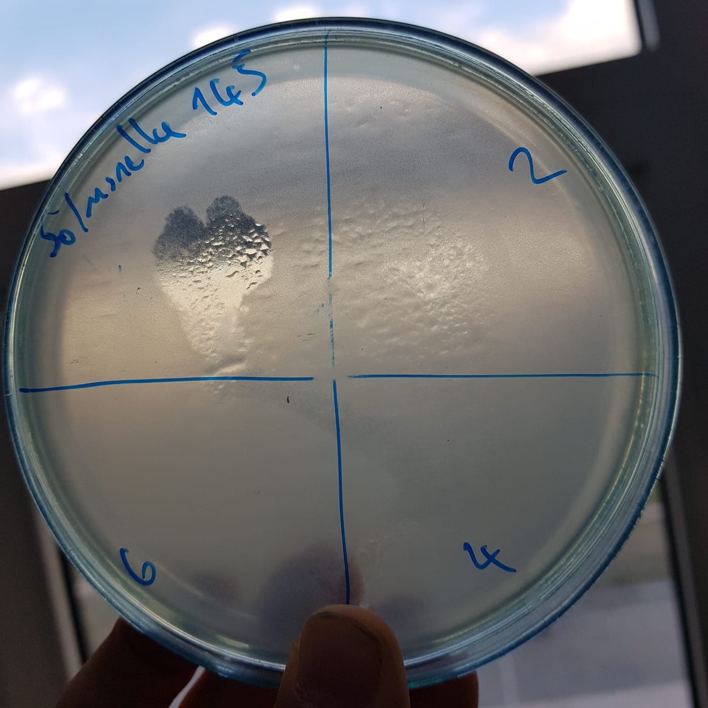 Salmonella bacteriophage 200145D