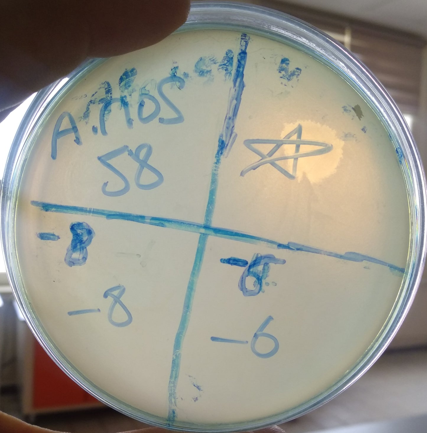 Acinetobacter nosocomialis bacteriophage 128058A