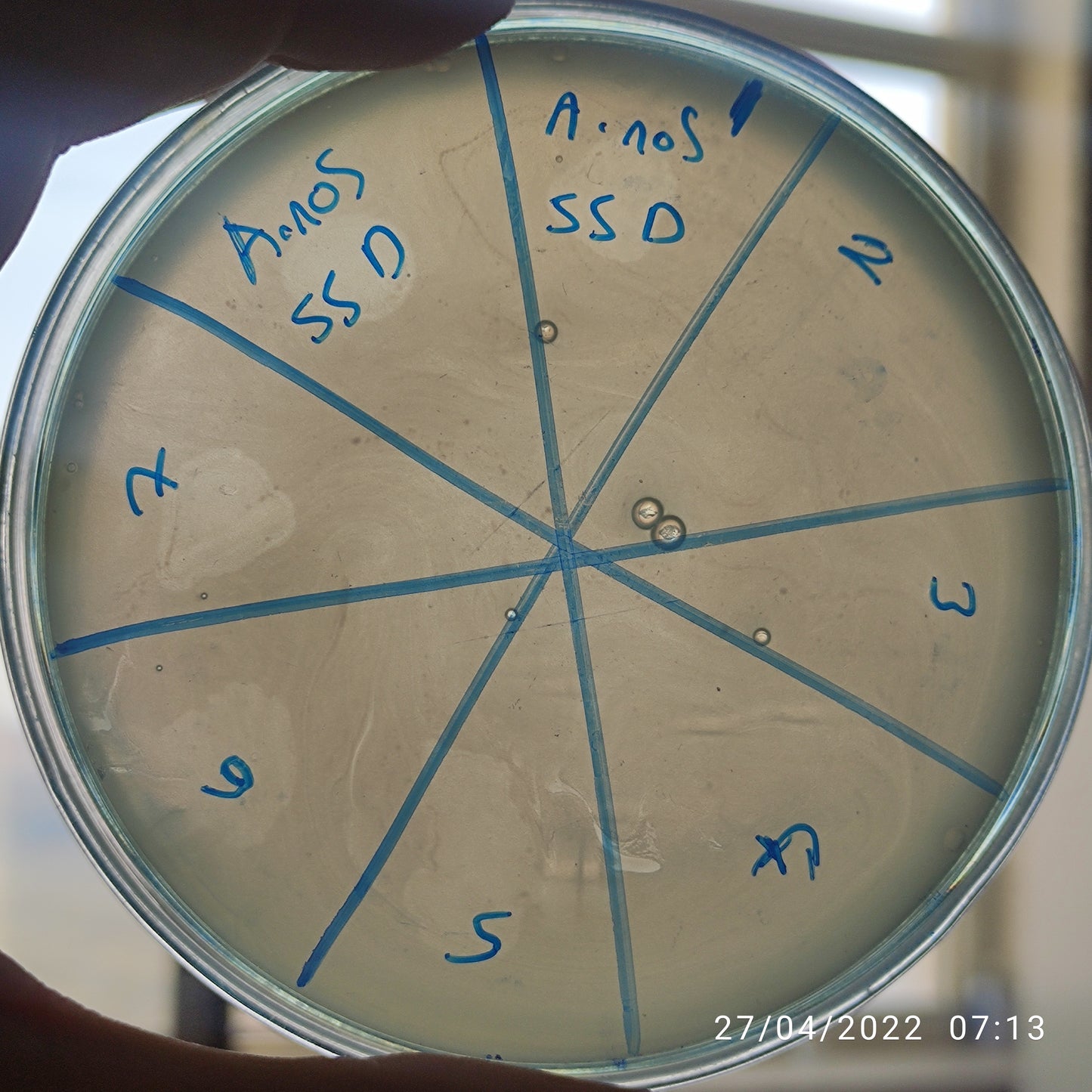 Acinetobacter nosocomialis bacteriophage 128055D