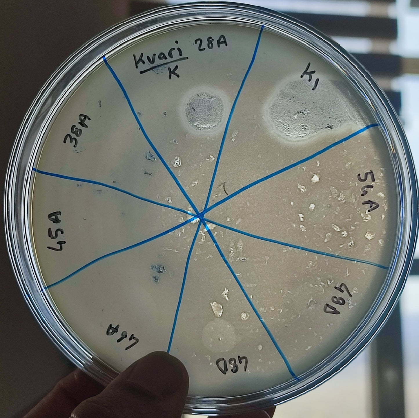 Klebsiella variicola bacteriophage 188028A