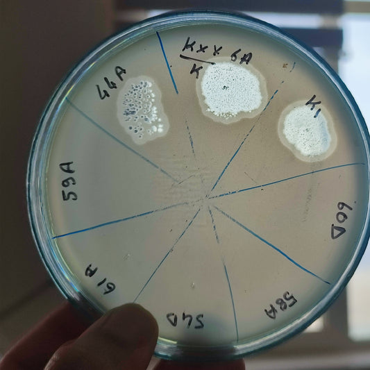 Klebsiella oxytoca bacteriophage 188006A