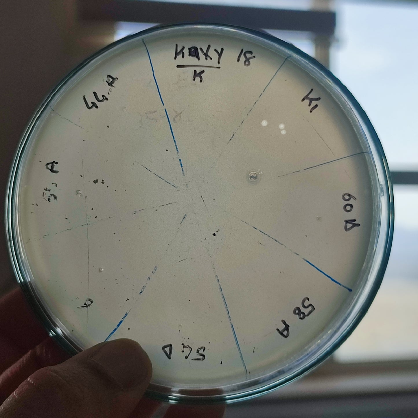 Klebsiella oxytoca bacteriophage 188018A