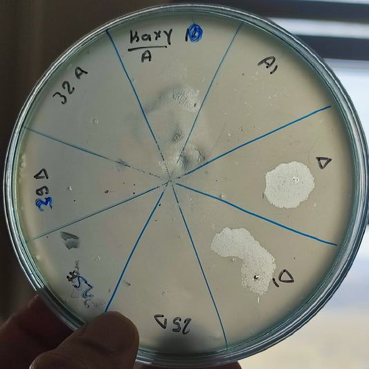 Klebsiella oxytoca bacteriophage 188010A
