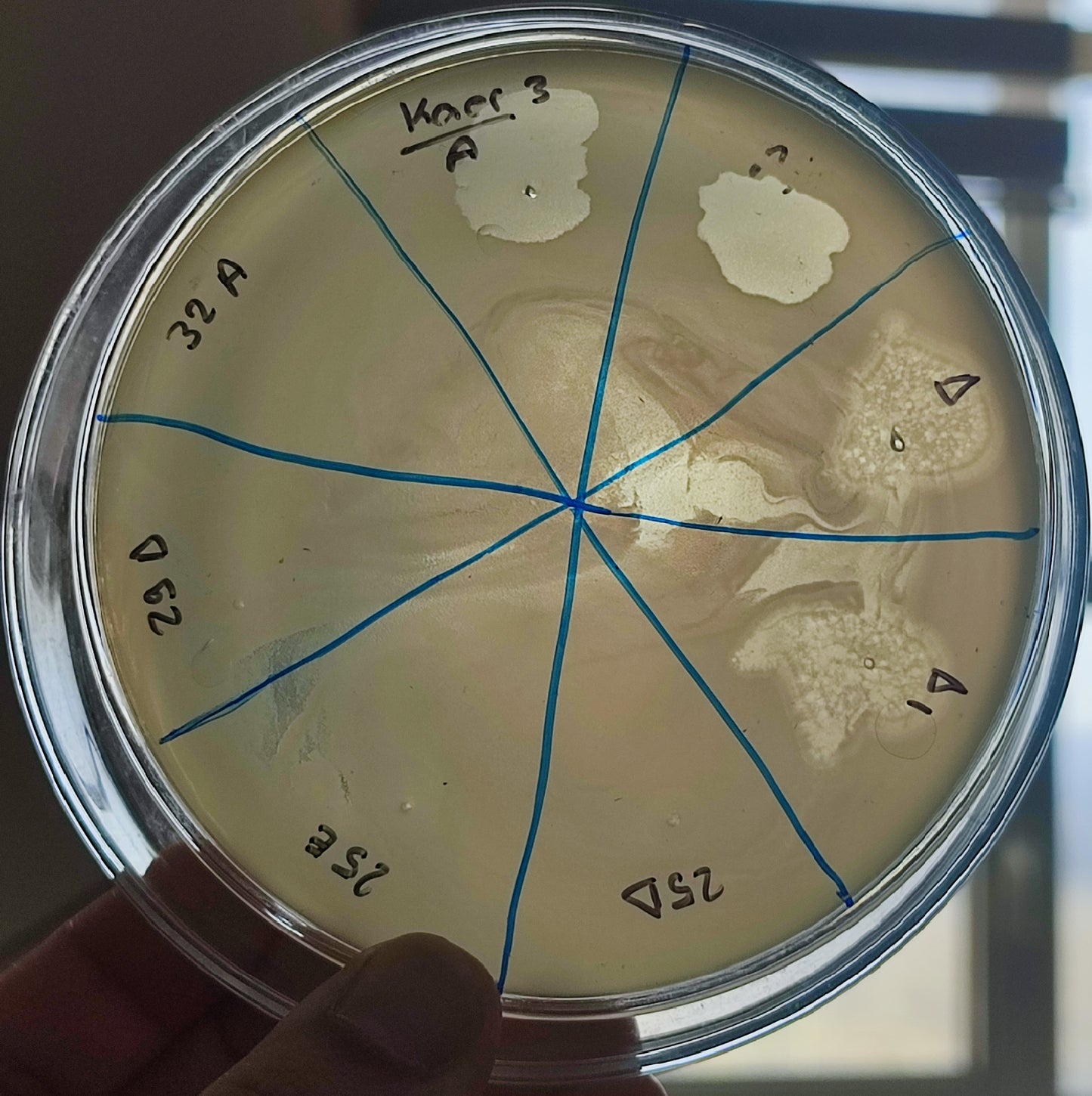 Klebsiella aerogenes bacteriophage 188003A