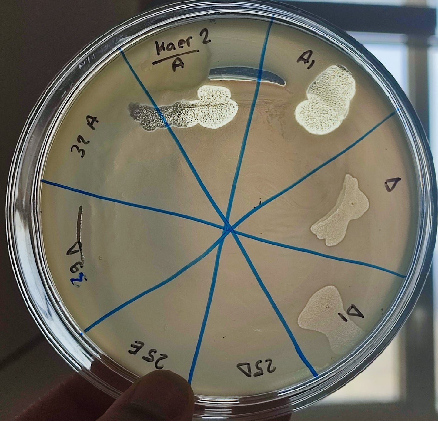 Klebsiella aerogenes bacteriophage 188002A