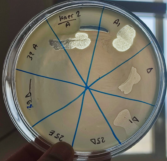 Klebsiella aerogenes bacteriophage 188002A