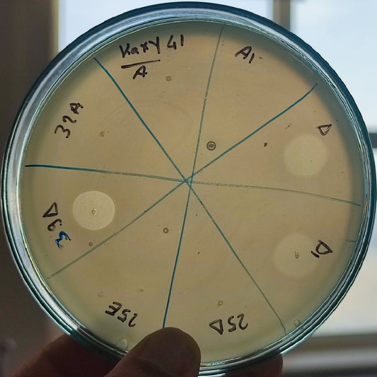 Klebsiella oxytoca bacteriophage 188041A
