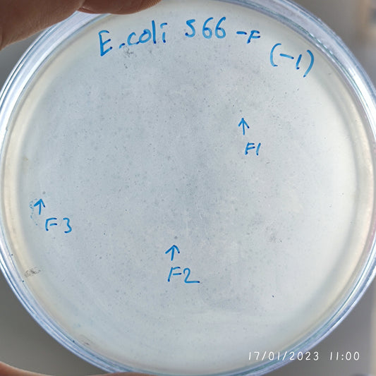 Escherichia coli bacteriophage 100566F