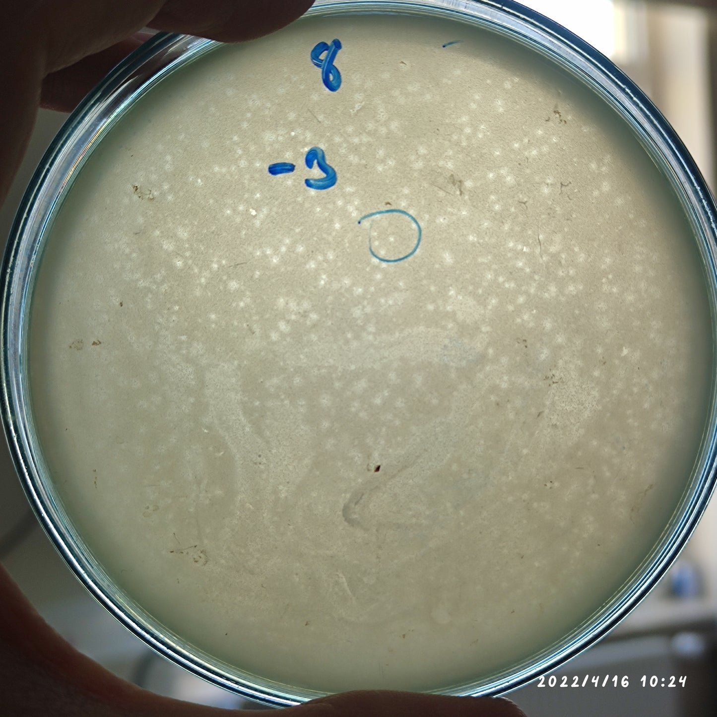 Salmonella bacteriophage 200107D