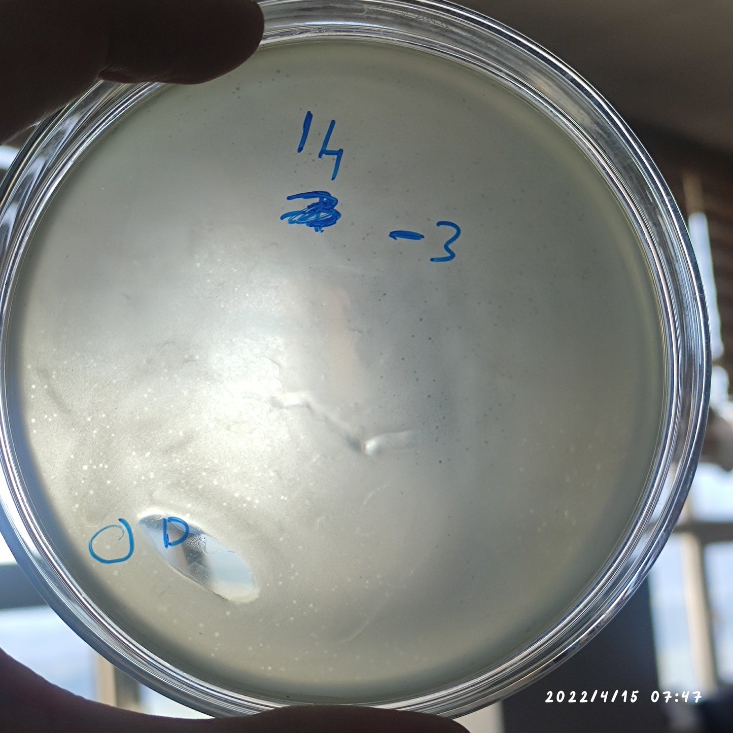 Salmonella bacteriophage 200116D