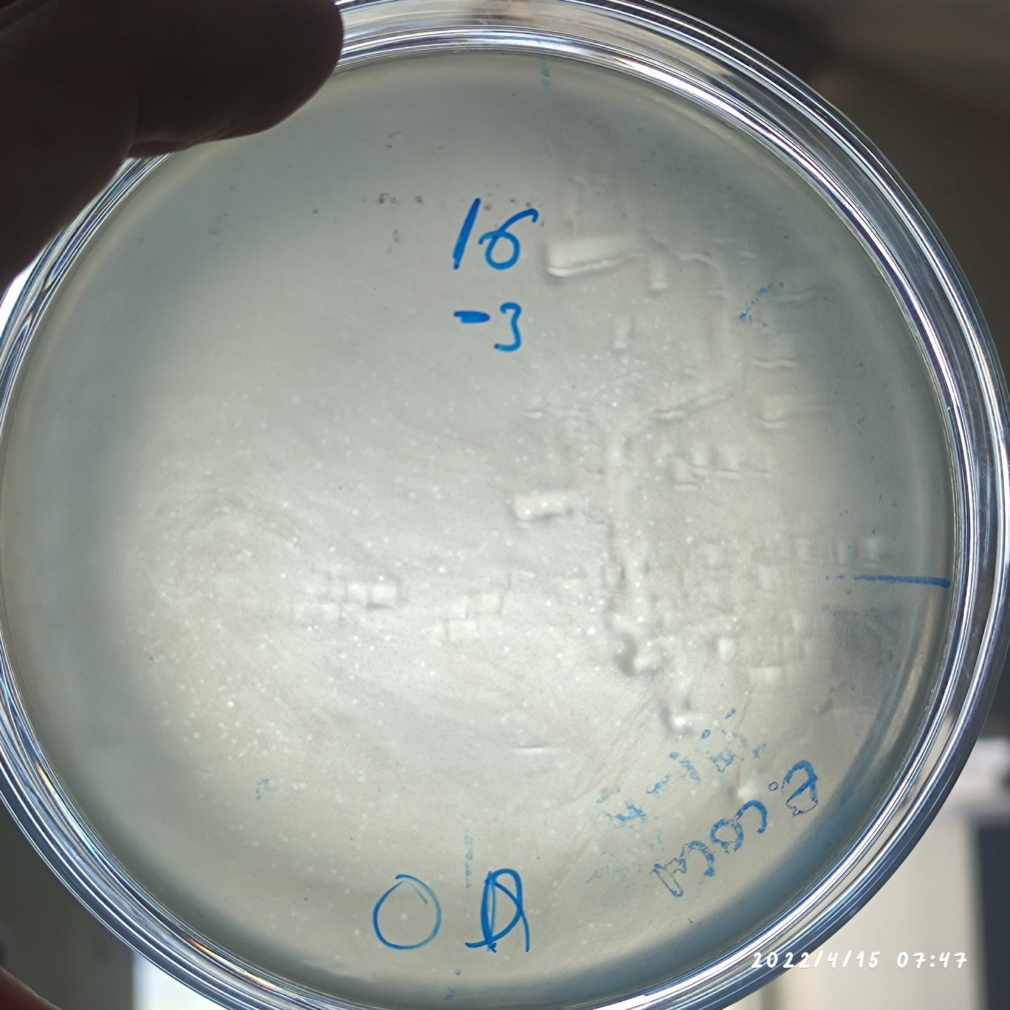 Salmonella bacteriophage 200120D