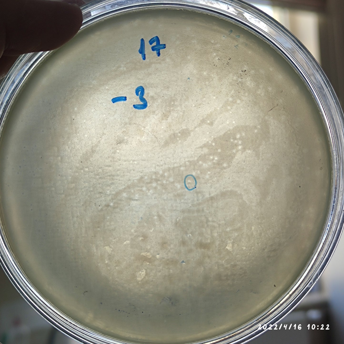 Salmonella bacteriophage 200132D