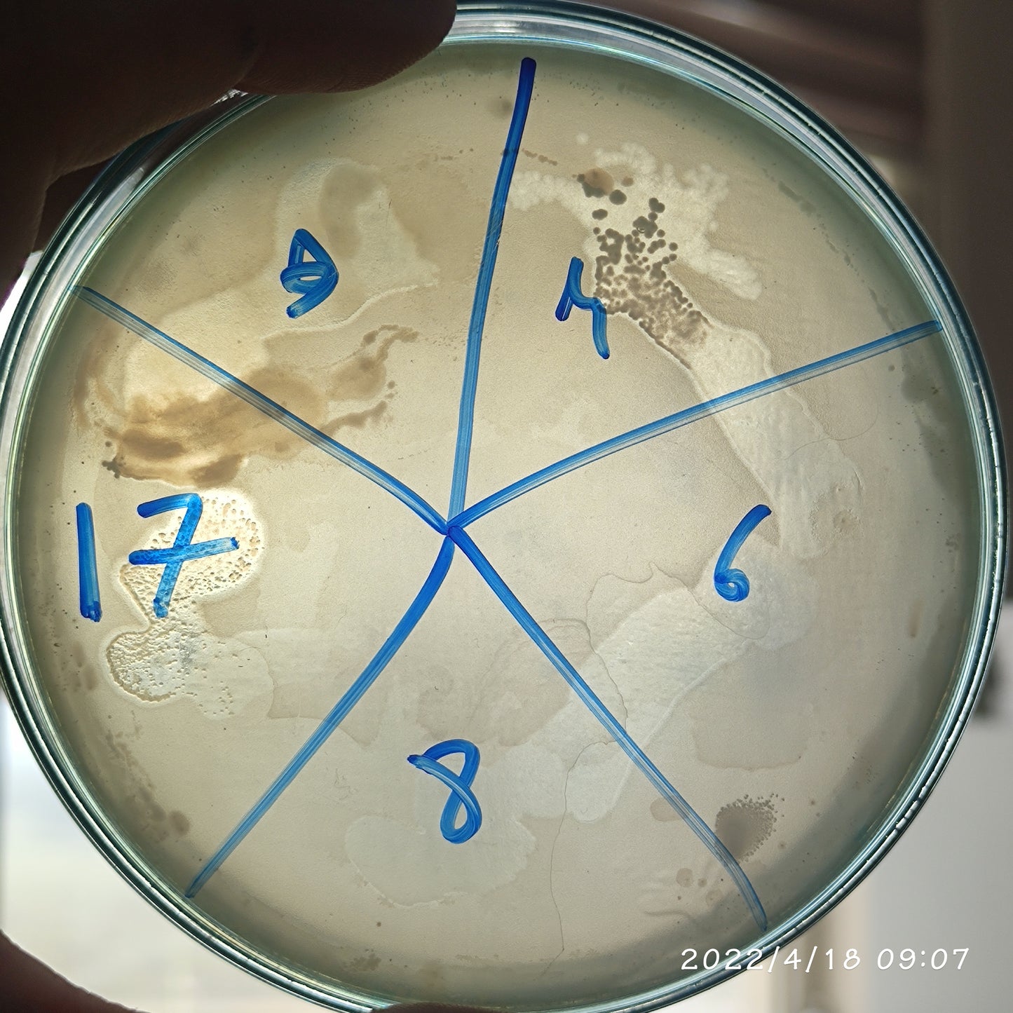 Salmonella bacteriophage 200132D