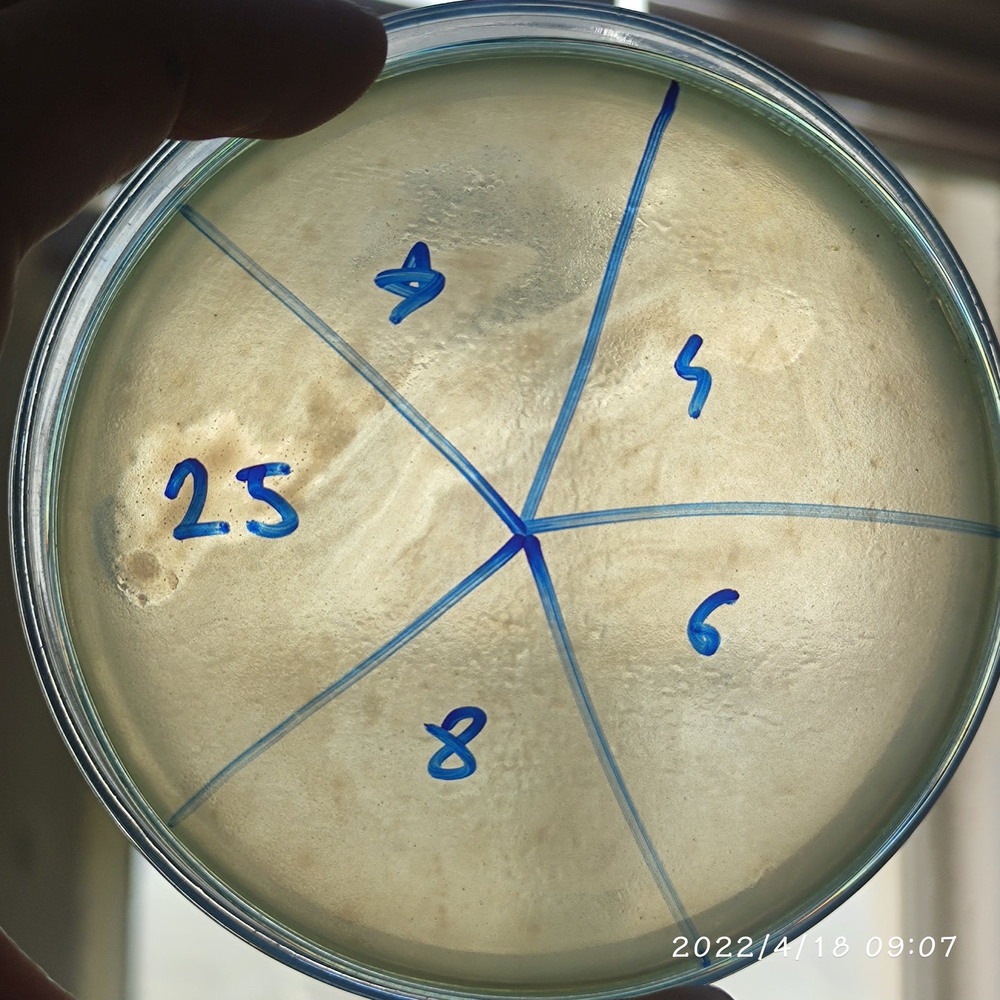 Salmonella bacteriophage 200144D