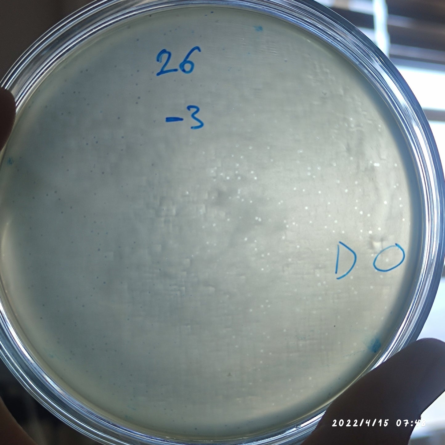Salmonella bacteriophage 200145D