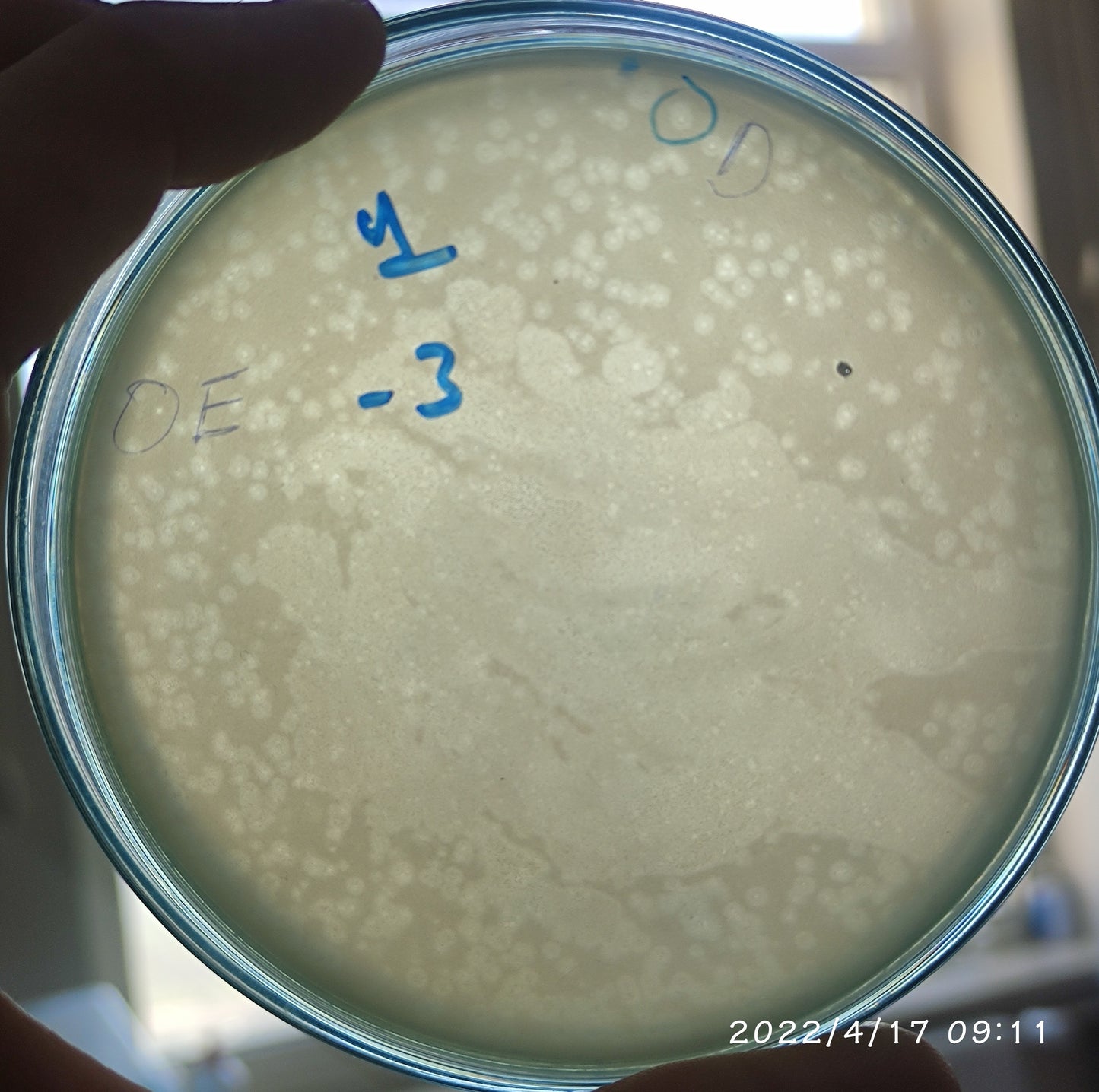 Salmonella bacteriophage 200099E