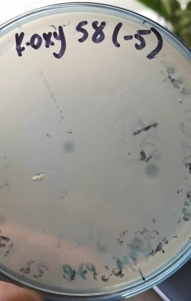 Klebsiella oxytoca bacteriophage 188058A