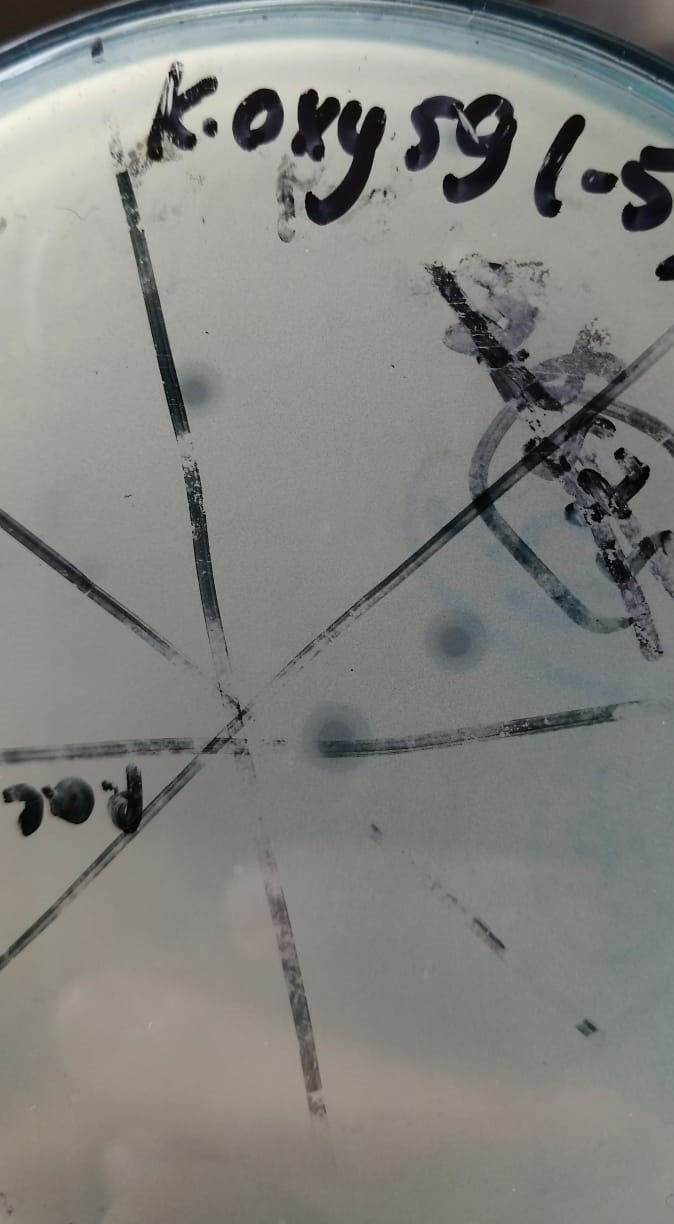 Klebsiella oxytoca bacteriophage 188059A