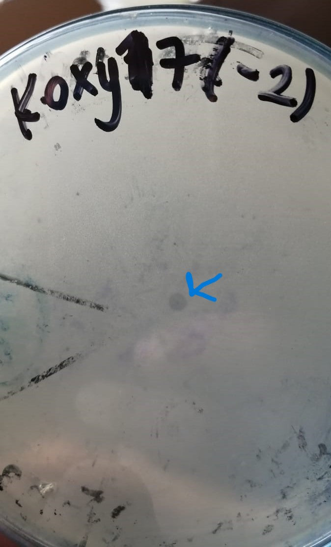 Klebsiella oxytoca bacteriophage 188017A