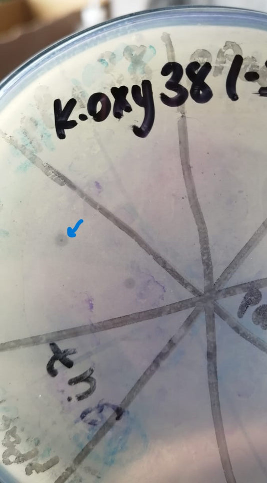 Klebsiella oxytoca bacteriophage 188038A