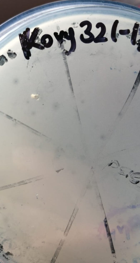 Klebsiella oxytoca bacteriophage 188032A