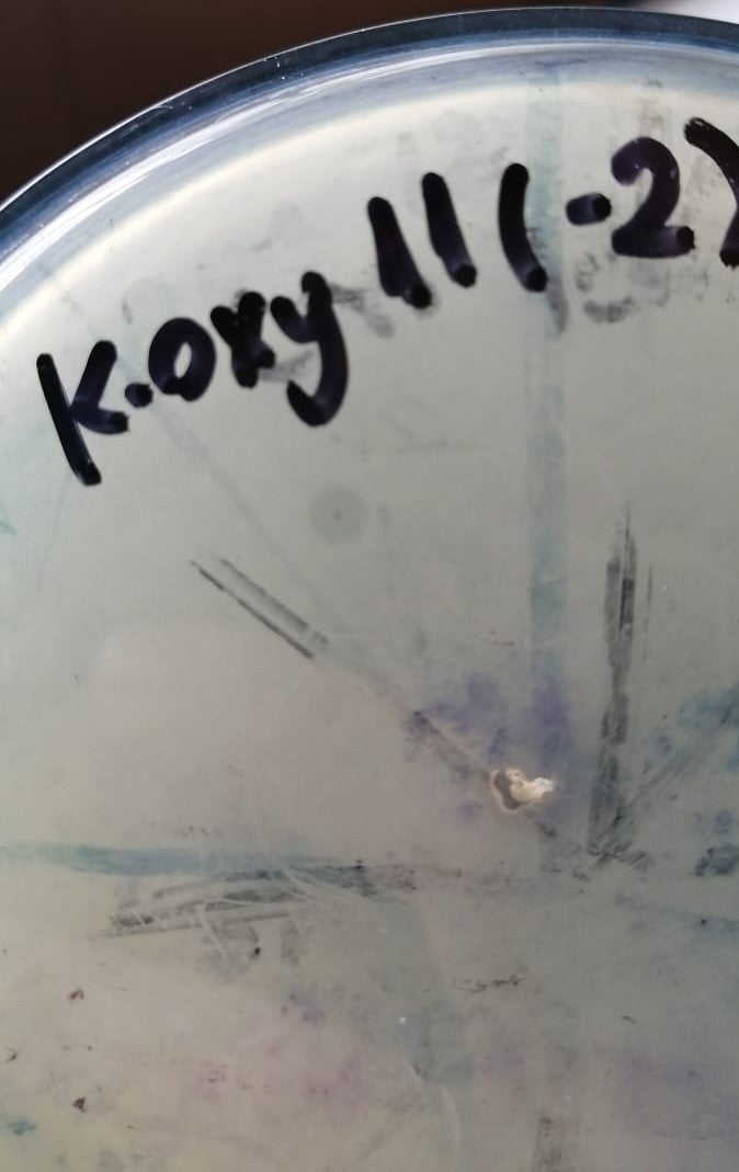 Klebsiella oxytoca bacteriophage 188011A