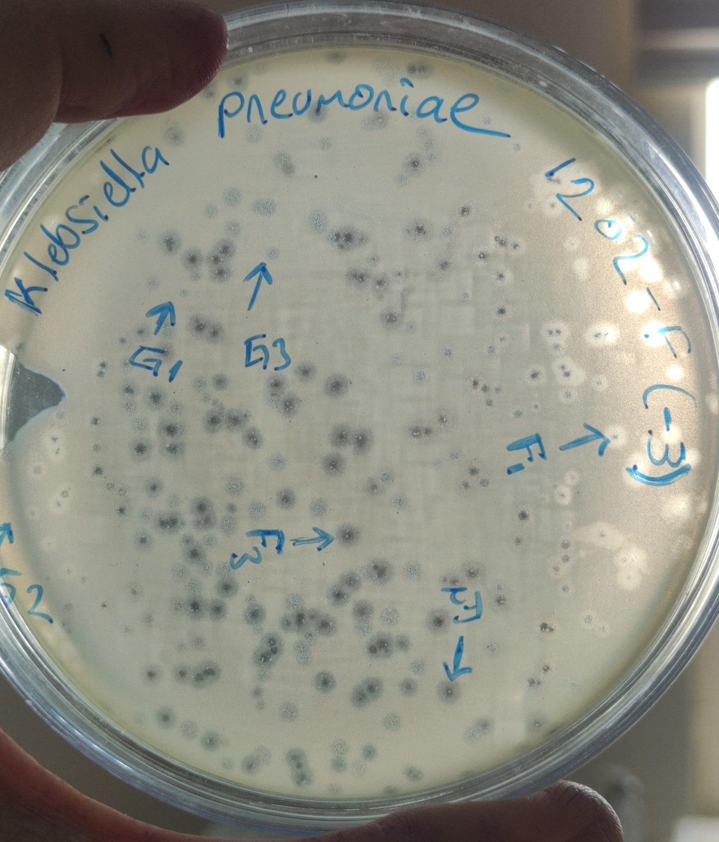 Klebsiella pneumoniae bacteriophage 181202F