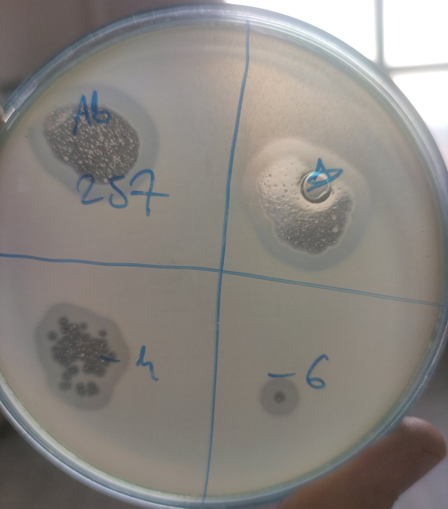 Acinetobacter baumannii bacteriophage 120257A