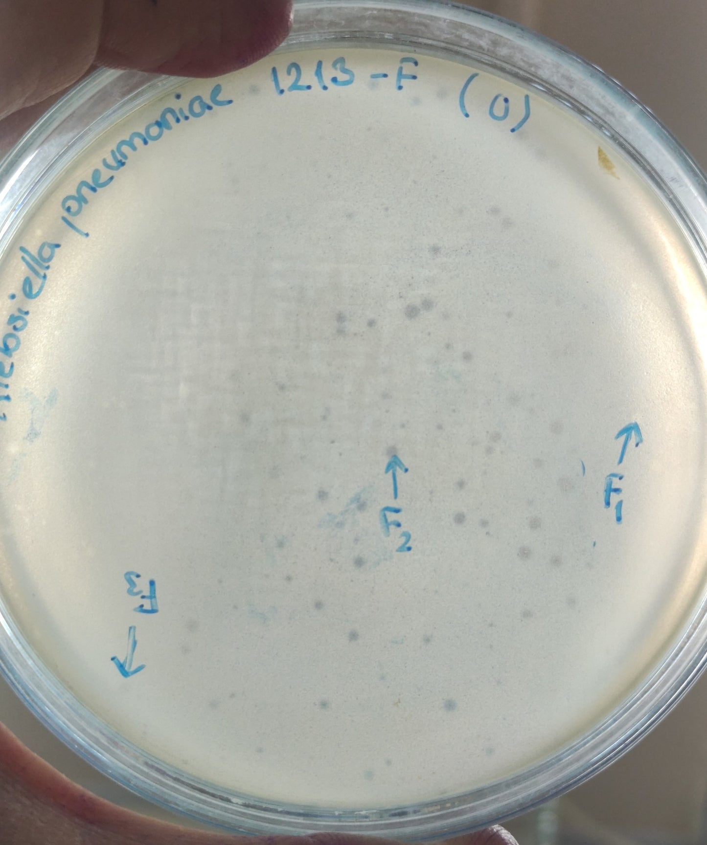 Klebsiella pneumoniae bacteriophage 181213F