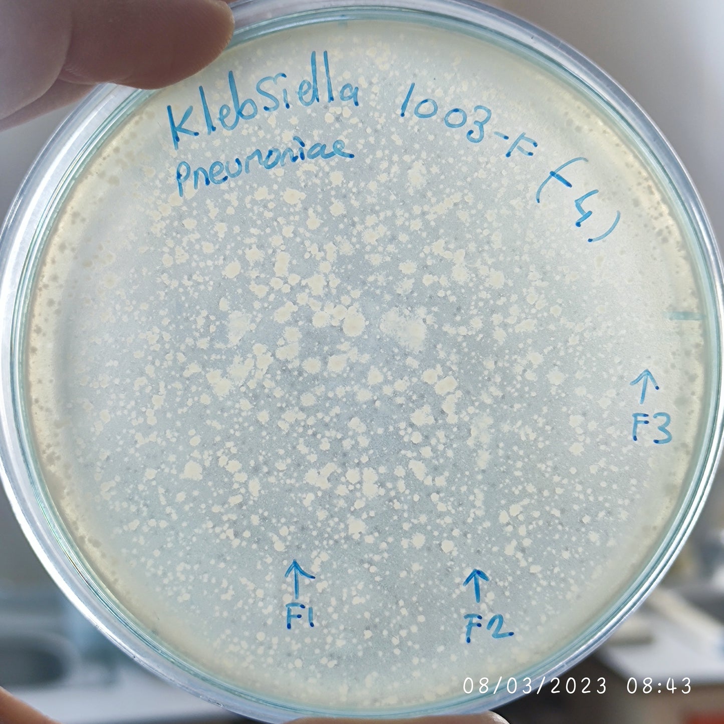 Klebsiella pneumoniae bacteriophage 181003F