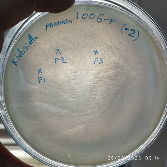 Klebsiella pneumoniae bacteriophage 181006F