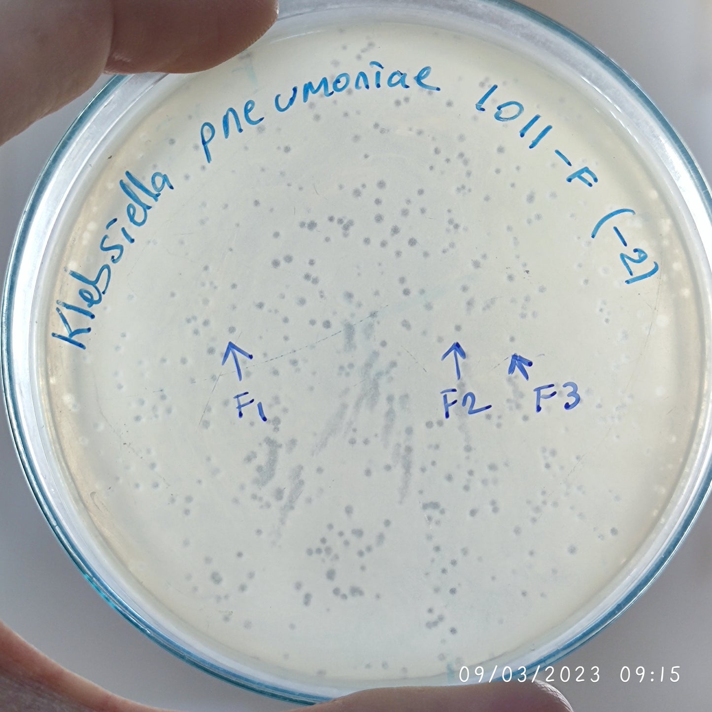 Klebsiella pneumoniae bacteriophage 181011F