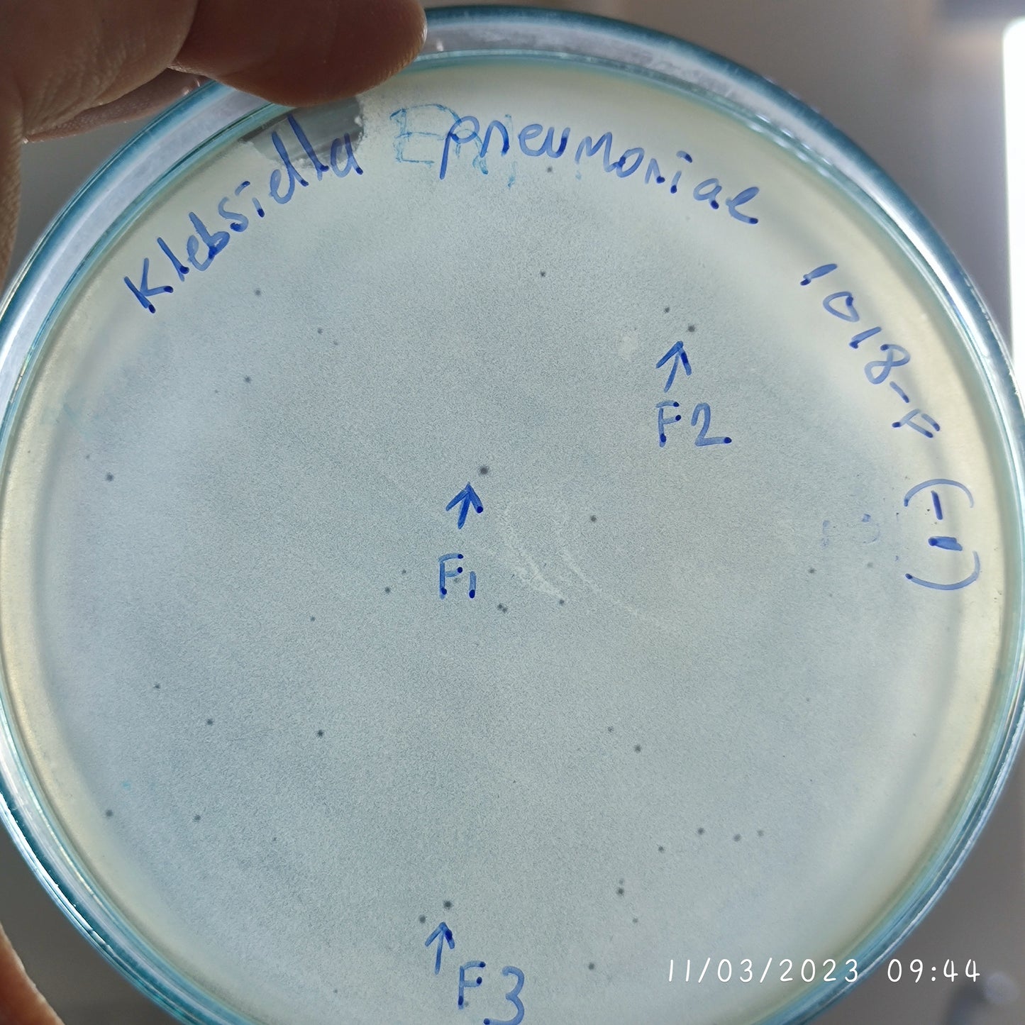 Klebsiella pneumoniae bacteriophage 181013F