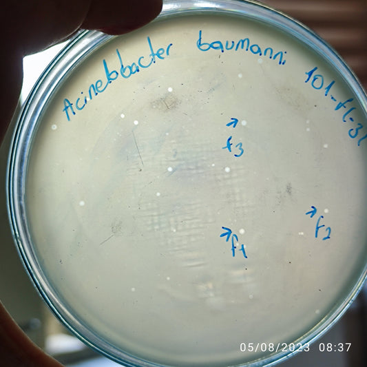 Acinetobacter baumannii bacteriophage 120101F