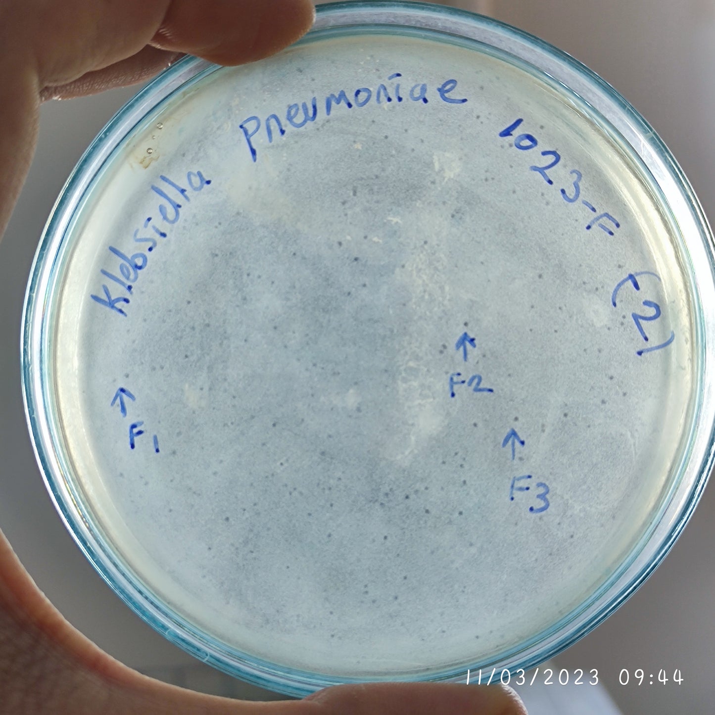 Klebsiella pneumoniae bacteriophage 181023F