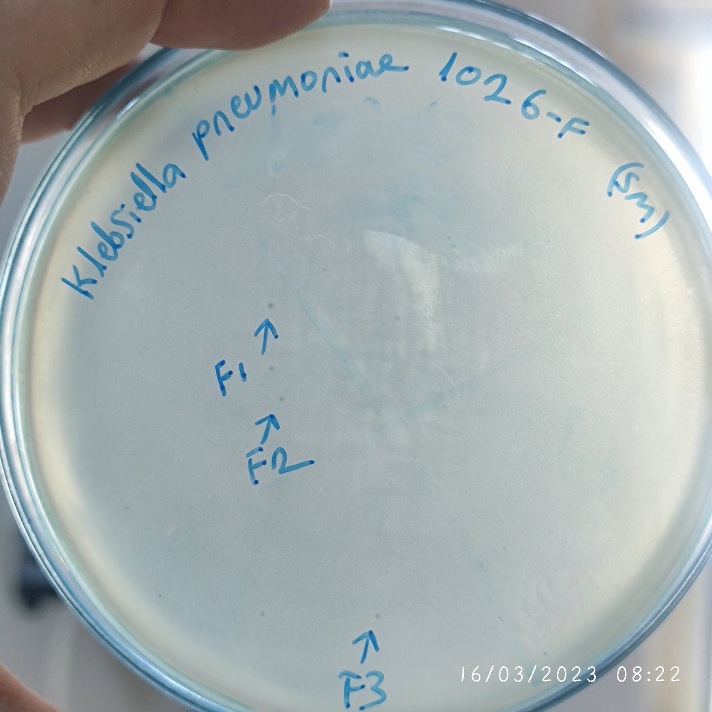 Klebsiella pneumoniae bacteriophage 181026F