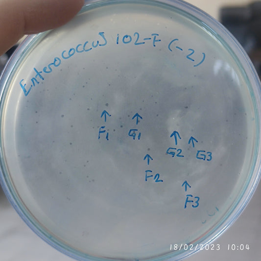 Enterococcus faecium bacteriophage 110102F