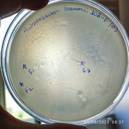Acinetobacter baumannii bacteriophage 120103F