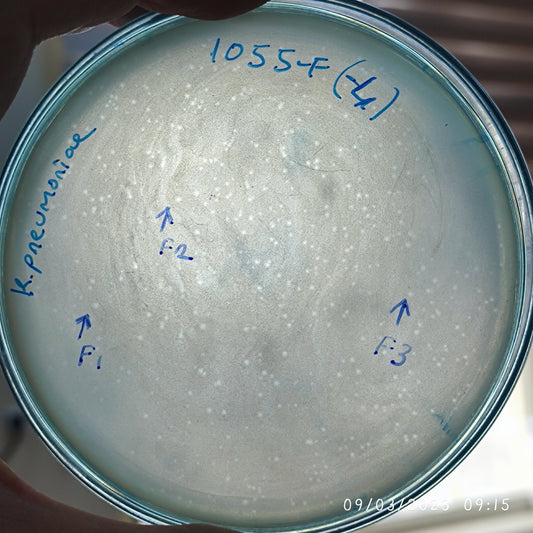 Klebsiella pneumoniae bacteriophage 181055F