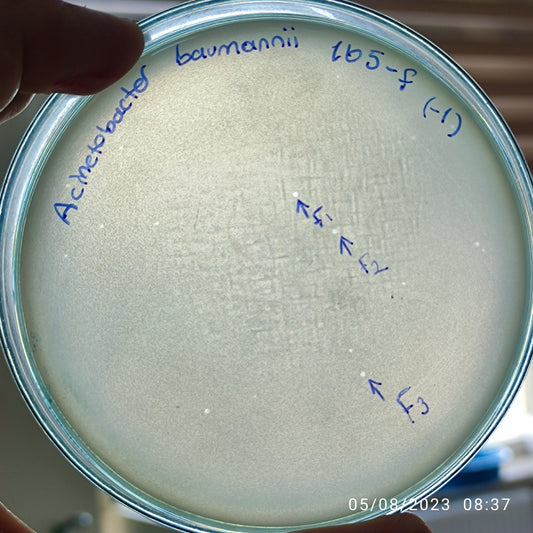 Acinetobacter baumannii bacteriophage 120105F