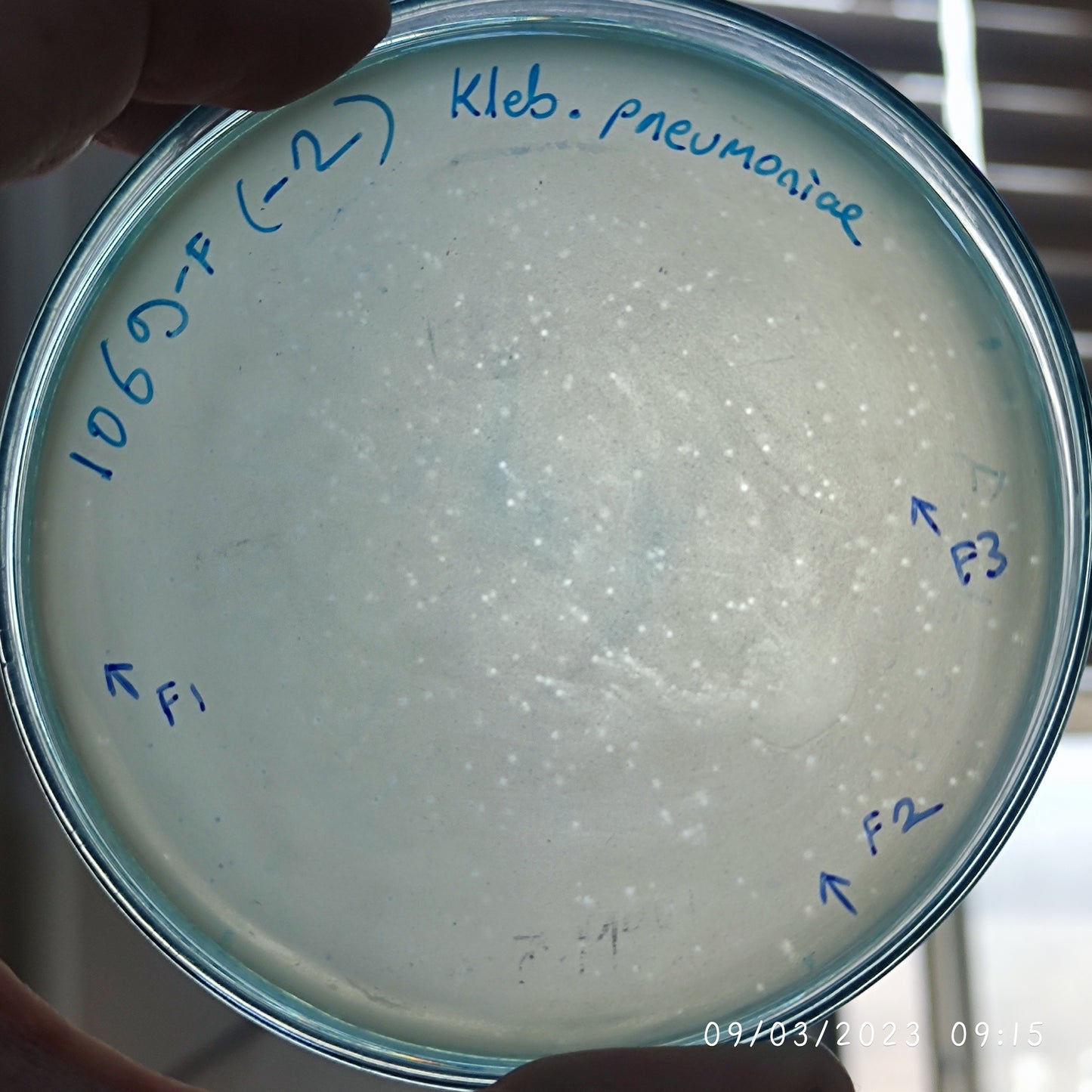 Klebsiella pneumoniae bacteriophage 181069F