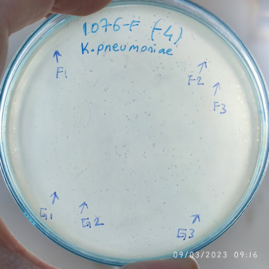 Klebsiella pneumoniae bacteriophage 181076F