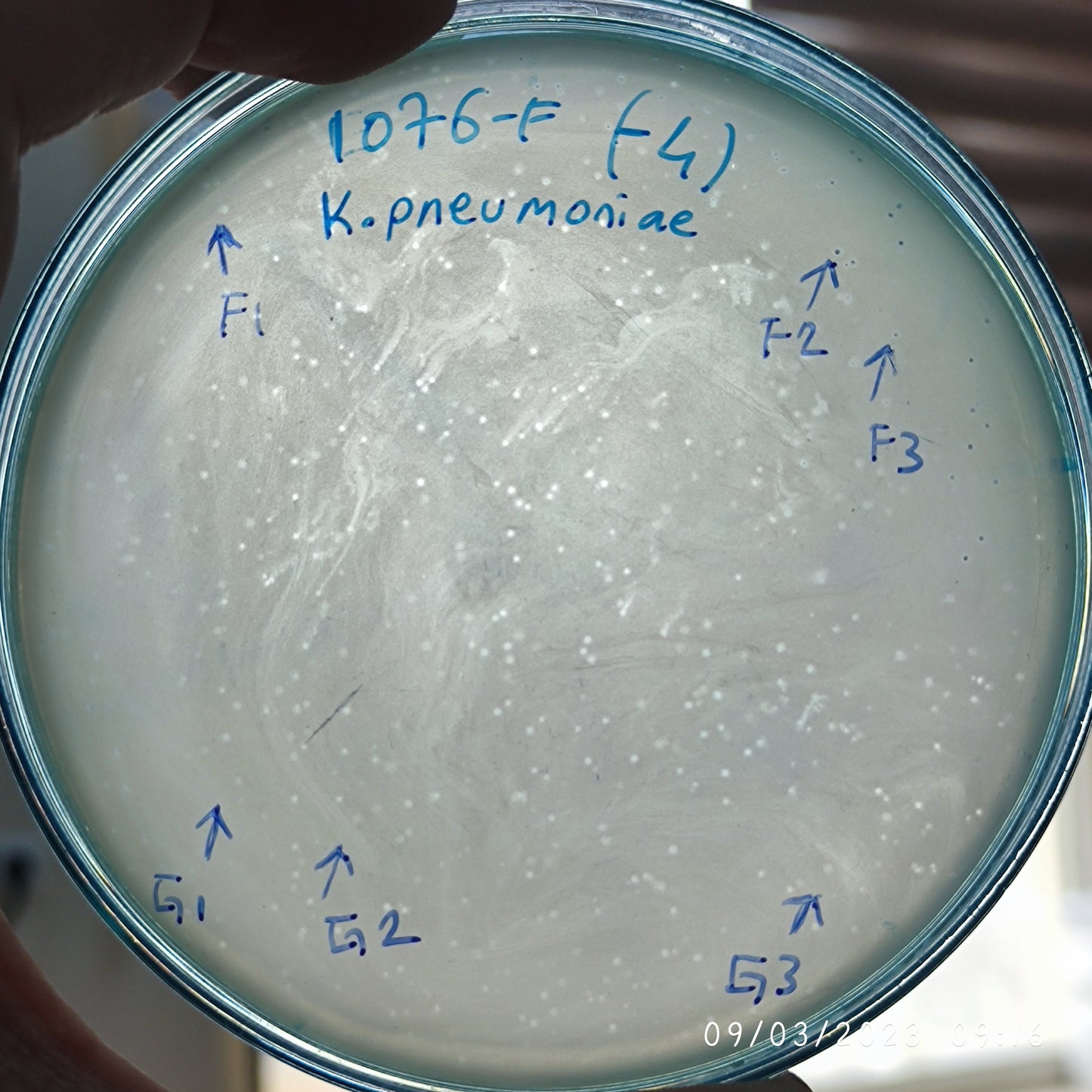 Klebsiella pneumoniae bacteriophage 181076F