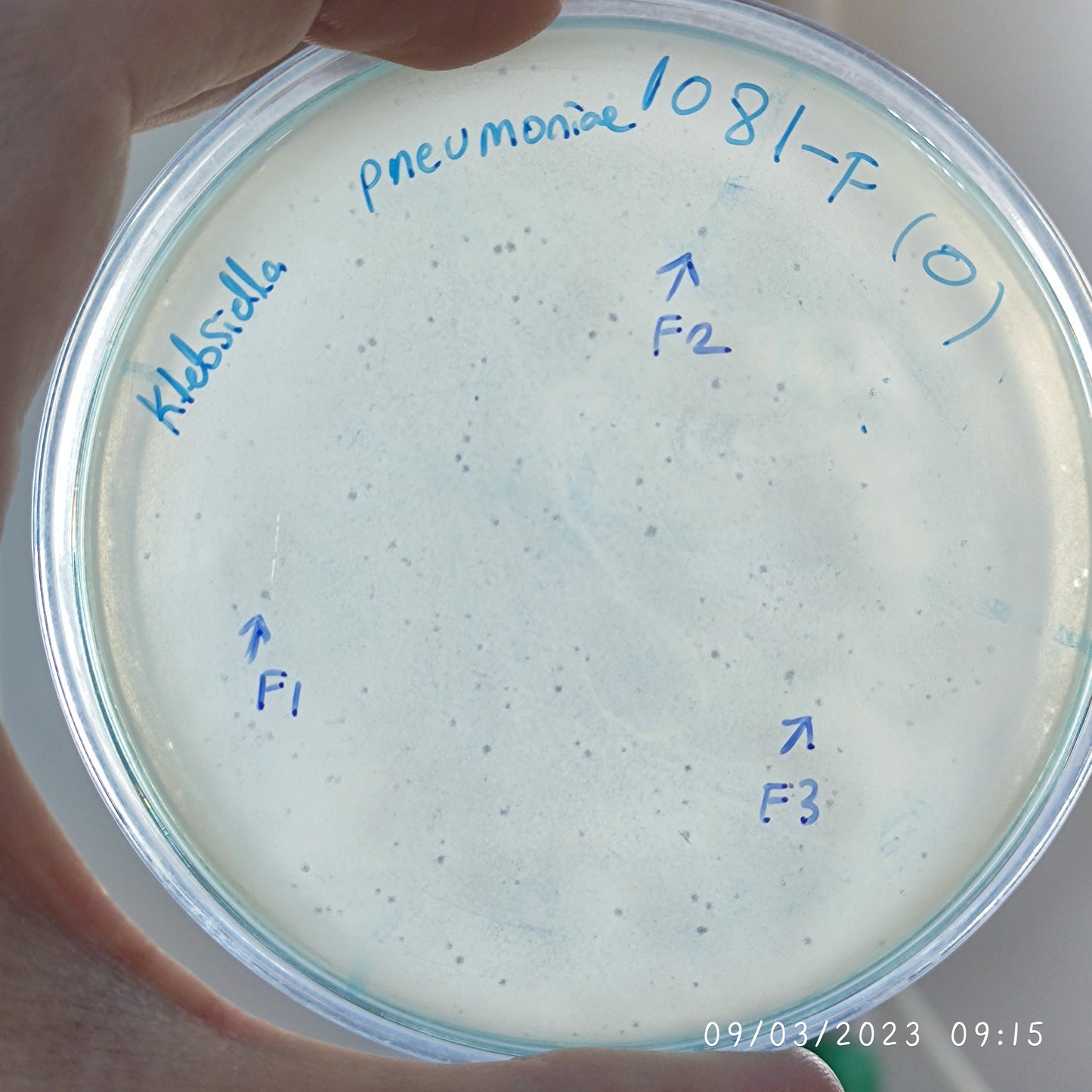 Klebsiella pneumoniae bacteriophage 181081F