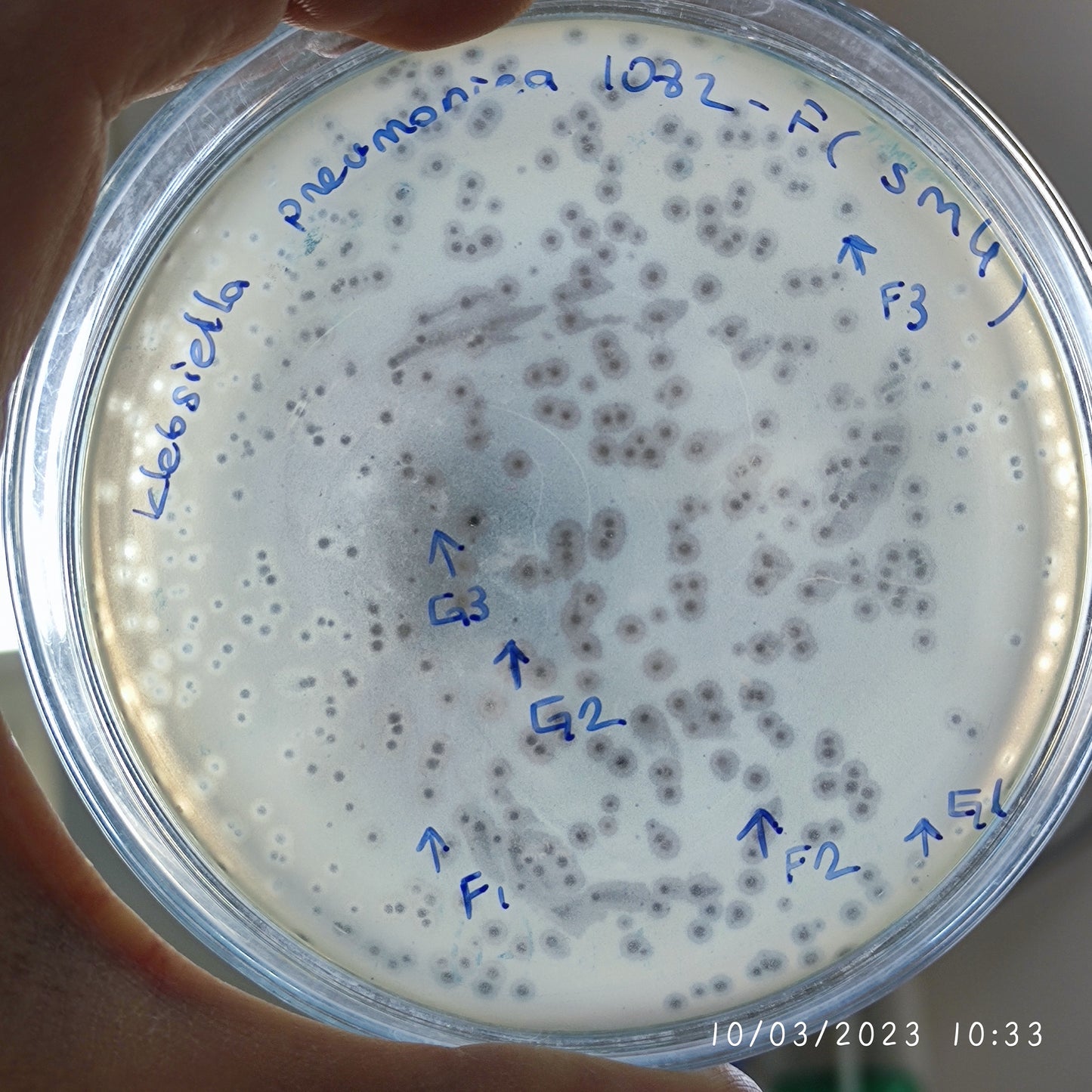 Klebsiella pneumoniae bacteriophage 181082F