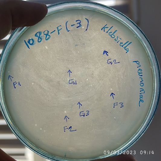 Klebsiella pneumoniae bacteriophage 181088F