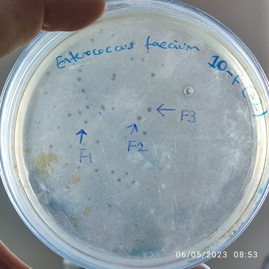 Enterococcus faecium bacteriophage 110010F